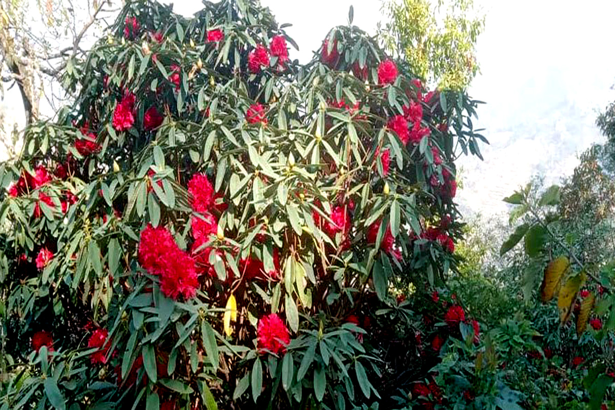 पहाडी क्षेत्रको जङ्गलमा जताततै सडक विस्तारले लोप हुदैँ लालीगुराँस